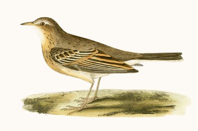 Pipit leonado, ilustración de 