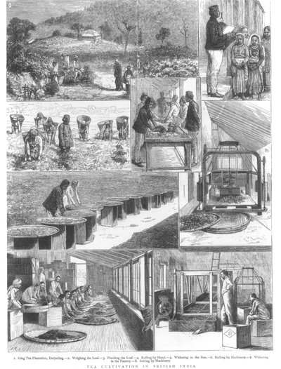 Cultivo del té en la India británica, 1876 de English School