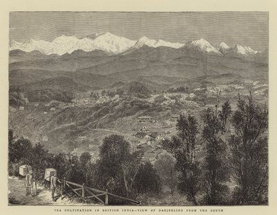 Cultivo de té en la India británica, vista de Darjeeling desde el sur de English School