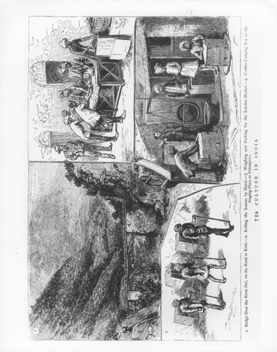 Cultura del té en India, 1883 de English School