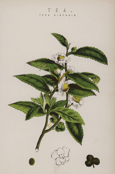 Planta de té de English School