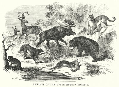 Inquilinos de los bosques del Alto Hudson de English School