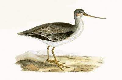Terek Godwit, ilustración de 