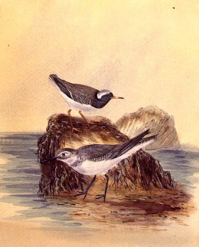 Charranes, c.1890 de English School