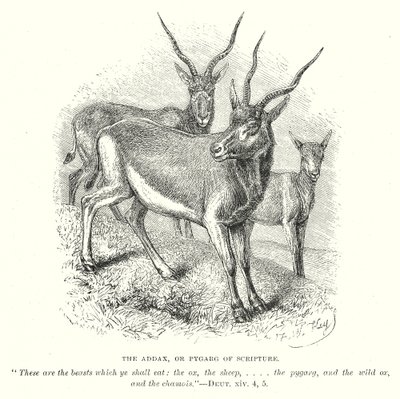 El Addax o Pygarg de las Escrituras (grabado) de English School