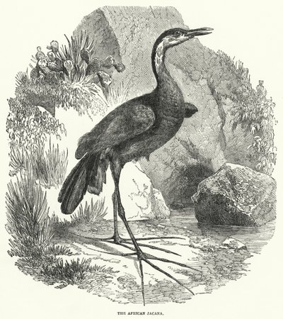 La jacana africana (grabado) de English School