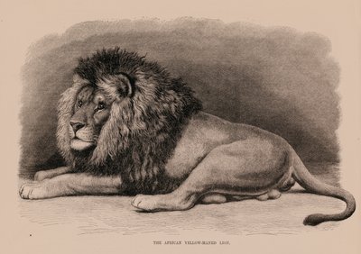 El león africano de melena amarilla (grabado) de English School