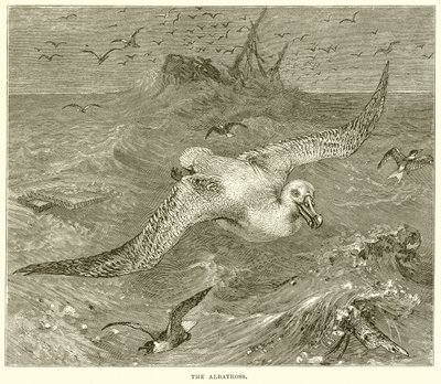 El Albatros de English School