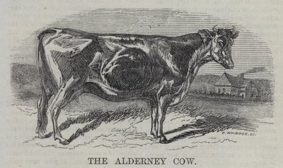 La vaca de Alderney (grabado) de English School