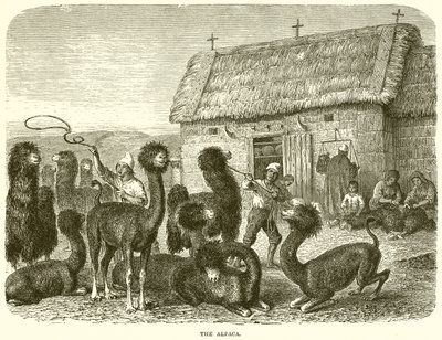 La Alpaca de English School