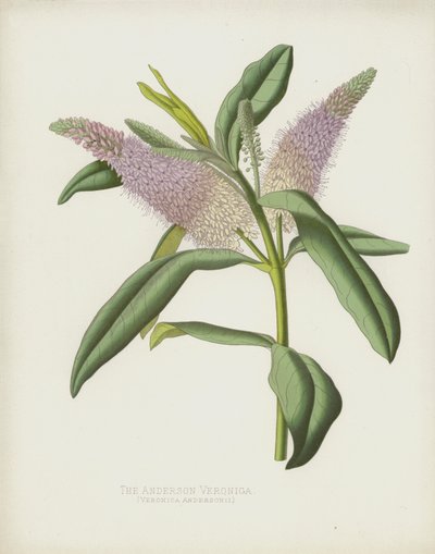 La Verónica de Anderson, Veronica Andersonii de English School