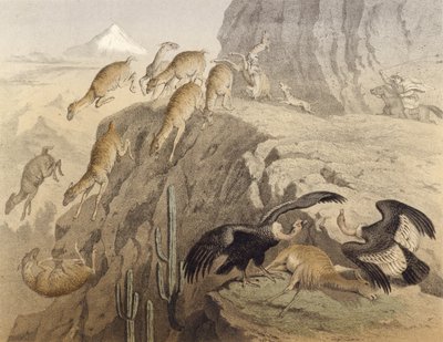 Las montañas de los Andes en Perú, cazando la llama, el cóndor de English School
