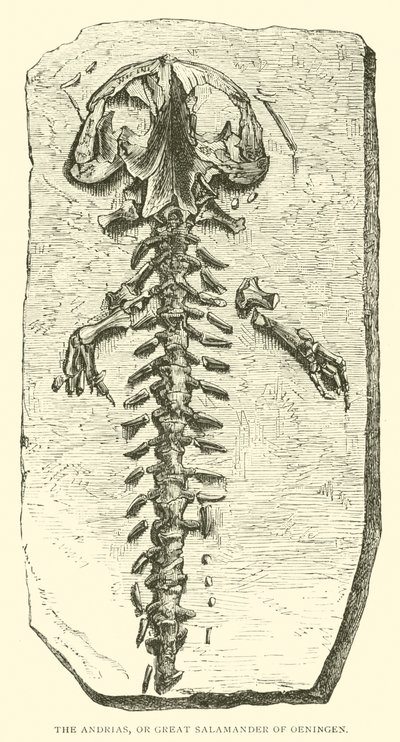 El Andrias, o gran salamandra de Oeningen de English School