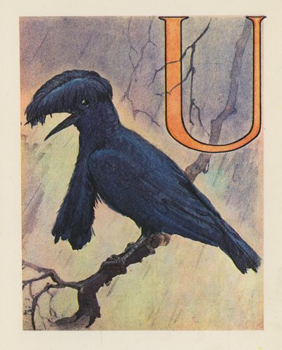 El abecedario animal: Letra U, Pájaro paraguas (litografía en color) de English School