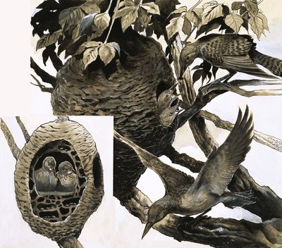 La hormiga y el pájaro carpintero de English School