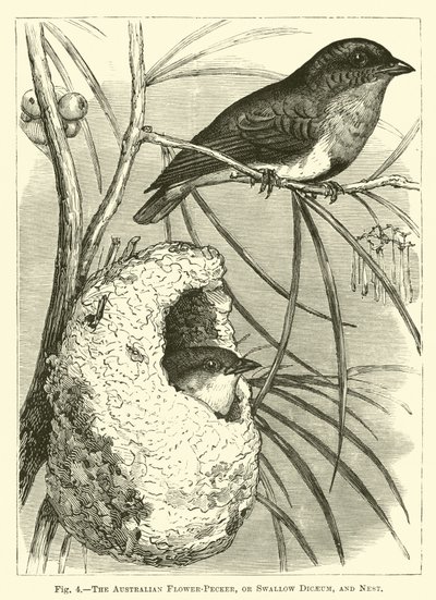 El picaflor australiano, o Dicaeum golondrina, y nido de English School