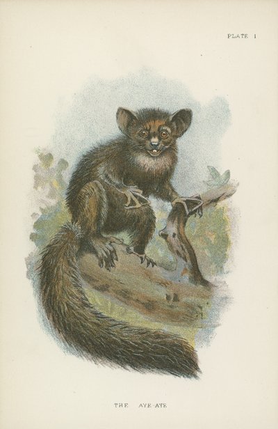 El aye-aye de English School