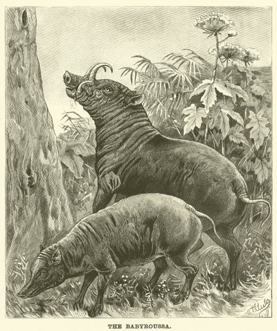 El babirusa de English School