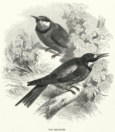 El abejaruco (grabado) de English School