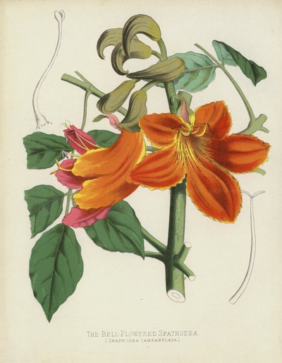 La Espatodea de Flores en Campana, Spathodea Campanulata de English School