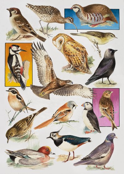 Las Aves de Gran Bretaña de English School