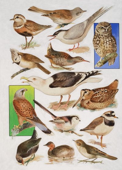 Los pájaros de Gran Bretaña de English School