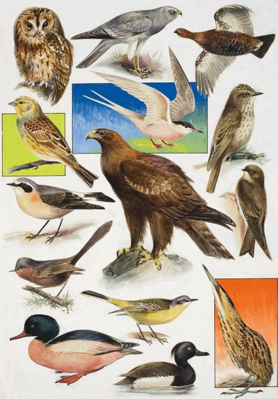 Las aves de Gran Bretaña de English School