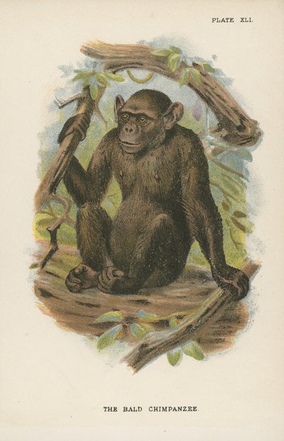 El chimpancé calvo de English School