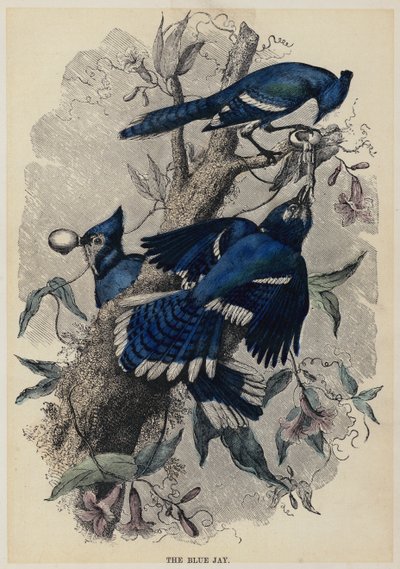 El arrendajo azul de English School