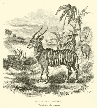El Antílope Bongo, Trogelaphus albo-virgatus de English School