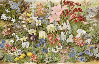 El Jardín Alpino del Niño, o Plantas de Roca y Cómo Cultivarlas de English School