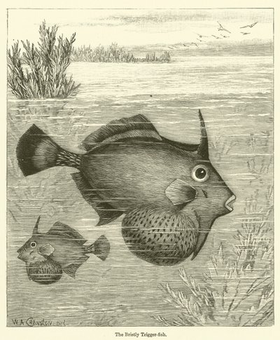 El pez gatillo erizado de English School
