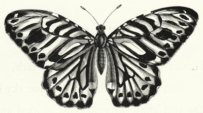 La mariposa (grabado) de English School