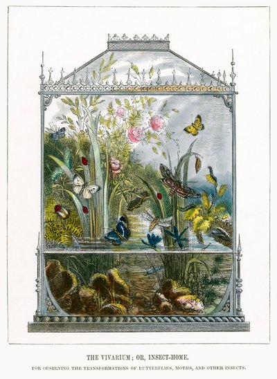 El vivero de mariposas (grabado coloreado) de English School