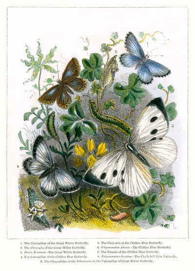 El vivero de mariposas (grabado coloreado) de English School