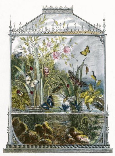 El Vivario de Mariposas de English School
