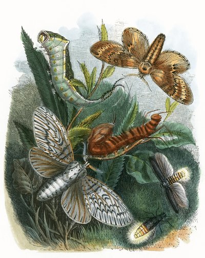 El Vivario de Mariposas de English School