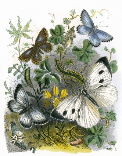 El Vivario de Mariposas de English School
