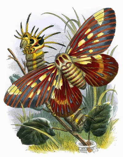 El vivario de mariposas de English School