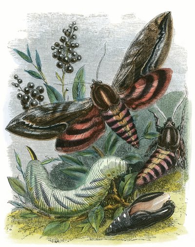 El Vivario de Mariposas de English School