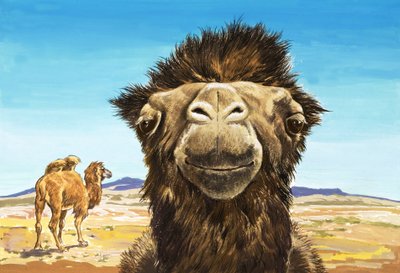 El camello, ilustración de "Criaturas con caras divertidas". de English School