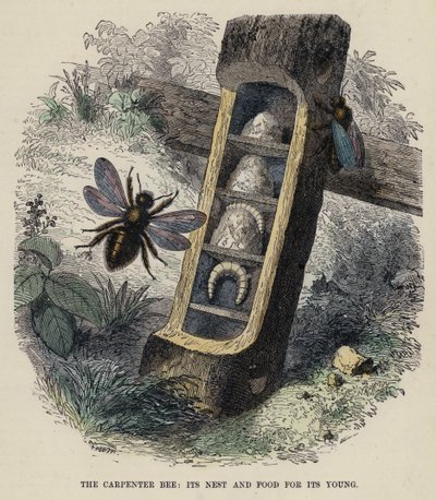 La abeja carpintera, su nido y alimento para su cría de English School