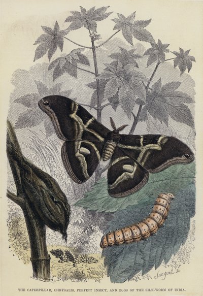 La Oruga, Crisálida, Insecto Perfecto y Huevos del Gusano de Seda de la India de English School