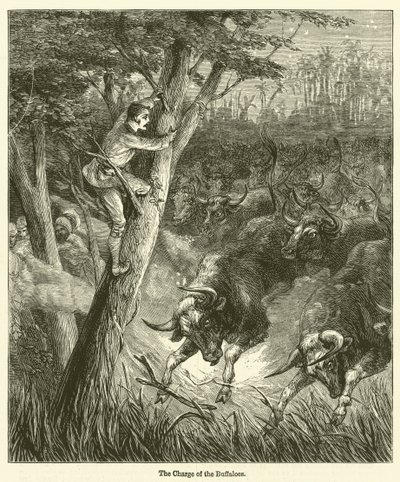 La carga de los búfalos (grabado) de English School