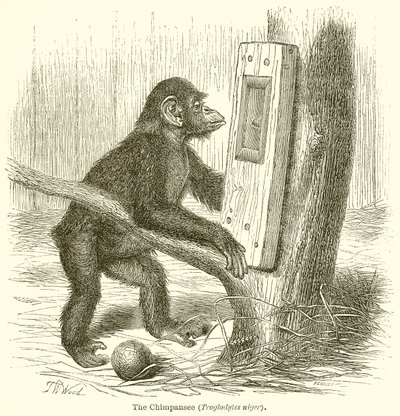 El chimpancé (Troglodytes Niger) de English School