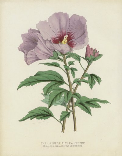 El Hibisco Chino, Hibiscus Syriacus; var Chinensis de English School