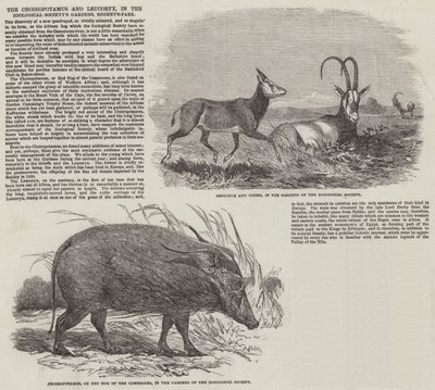 El Choiropotamus y Leucoryx en los Jardines de la Sociedad Zoológica, Regent