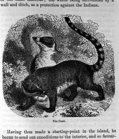 El coatí, de Santo Domingo pasado y presente por Samuel Hazard, pub. 1873 de English School