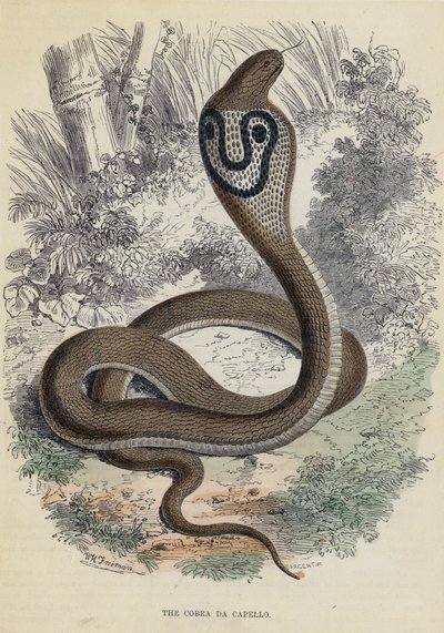 La Cobra Da Capello (grabado en color) de English School