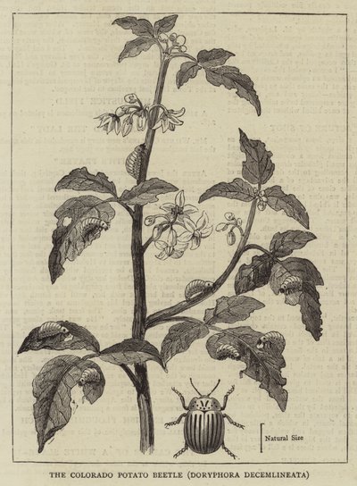 El escarabajo de la patata de Colorado, Doryphora decemlineata de English School